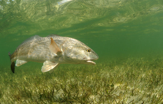 AFTCO Helps Pioneer Redfish Stocking Program in Louisiana