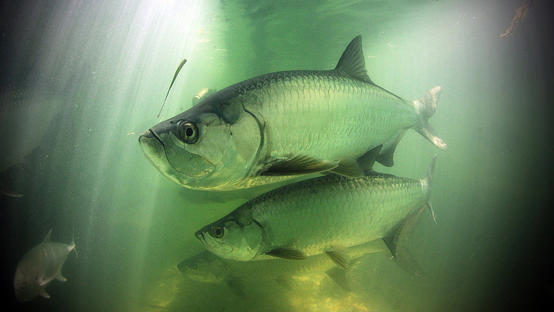 Species Spotlight: Tarpon