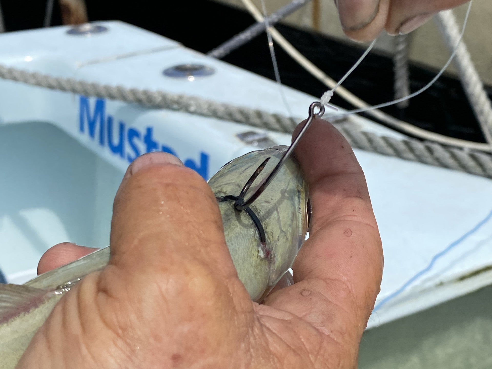 3 Simple Ways To Bridle Rig Your Live Bait To Catch More Fish.