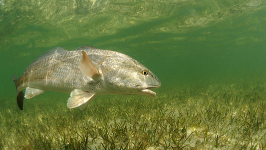 AFTCO Helps Pioneer Redfish Stocking Program in Louisiana