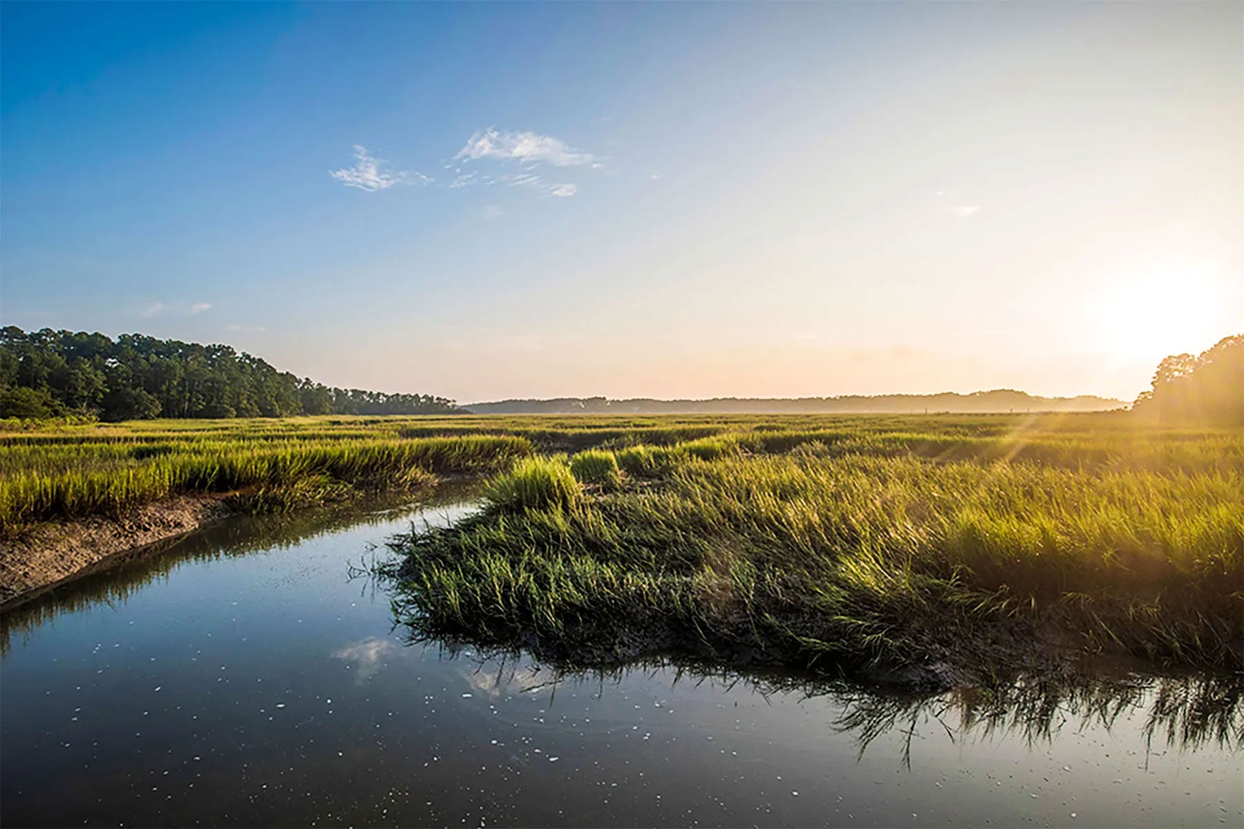 Saltwater Habitat Restoration